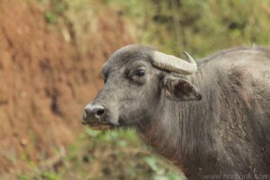Water Buffalo