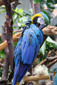 macaw