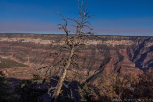 Grand Canyon View