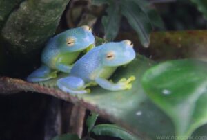 glass frogs