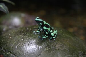 poison dart frog