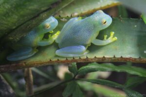 glass frogs