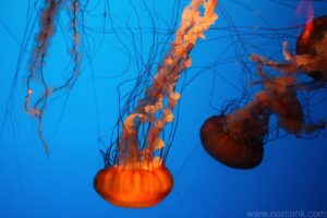jellyfish