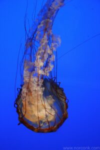 jellyfish