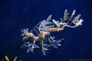 Leafy seadragon