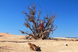 Bryce Canyon Bristle Cone Pines