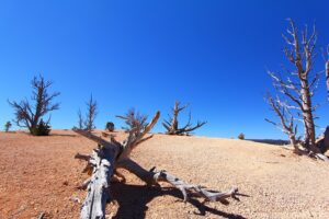 Bryce Canyon Bristle Cone Pines