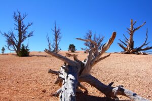 Bryce Canyon Bristle Cone Pines