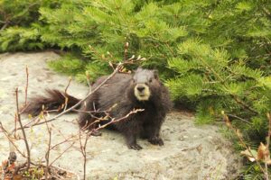 Marmot