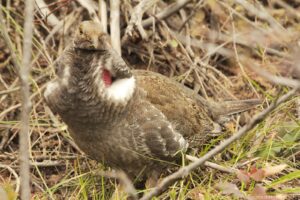 Dusky Grouse