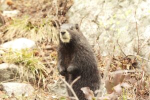 Marmot
