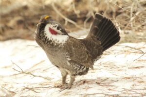 Dusky Grouse