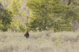 Grizzly Cub