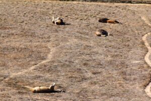Wild Animal Sanctuary - Lions
