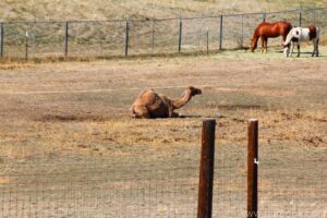 Wild Animal Sanctuary - Camel