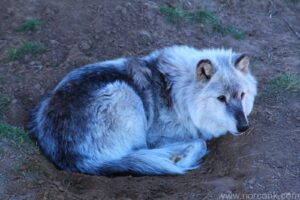 Wild Animal Sanctuary - Wolf