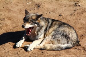 Wild Animal Sanctuary - Wolf