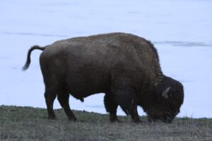 Bison