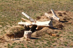 Wild Animal Sanctuary - Lions
