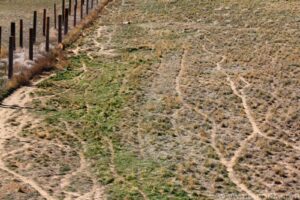 Wild Animal Sanctuary - Tiger Tracks