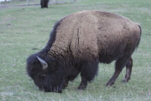 Bison