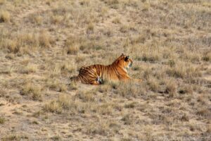 img_2857_Wild Animal Sanctuary - Tiger