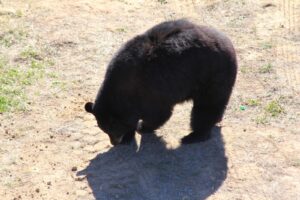 Wild Animal Sanctuary - Bear