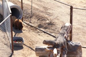Wild Animal Sanctuary - Bear Cubs