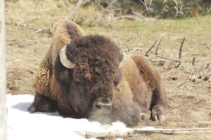 Bison