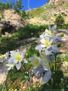 Columbine