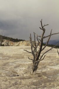 Mammoth Hot Springs