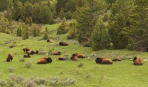 Bison Herd