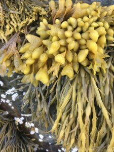 Seaweed