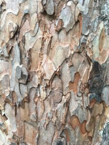 Bark