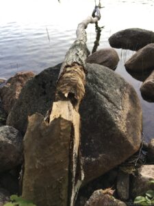 Beaver Evidence