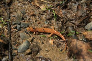 Salamander