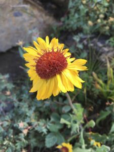 Mountain Sunflower
