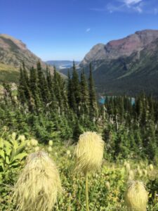 Western Pasqueflower