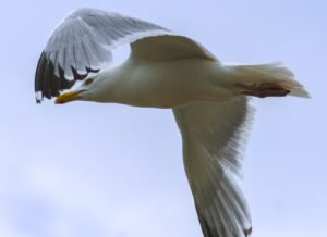 Seagull