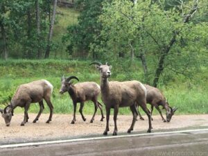 Bighorn Sheep