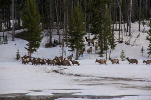 Elk Herd