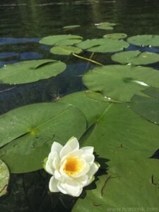 Water Lilly