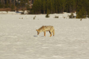 Coyote