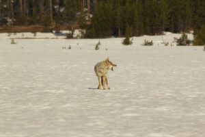 Coyote