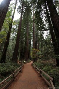 Redwoods