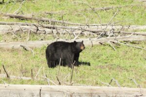 Black Bear