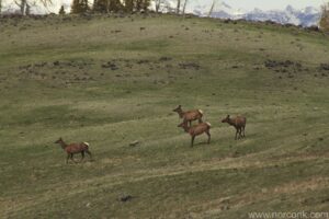 Elk Herd