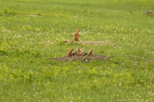 Prairie Dogs