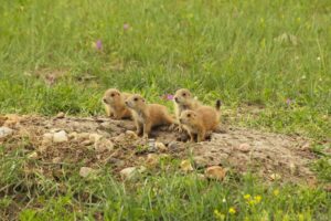 Prairie Dogs