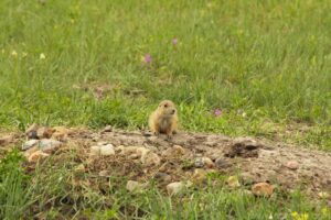 Prairie Dogs